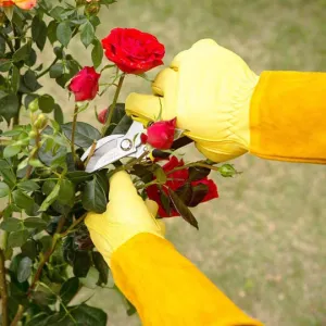 Long Gardening Gloves - Thorn Proof Rose Pruning Gloves