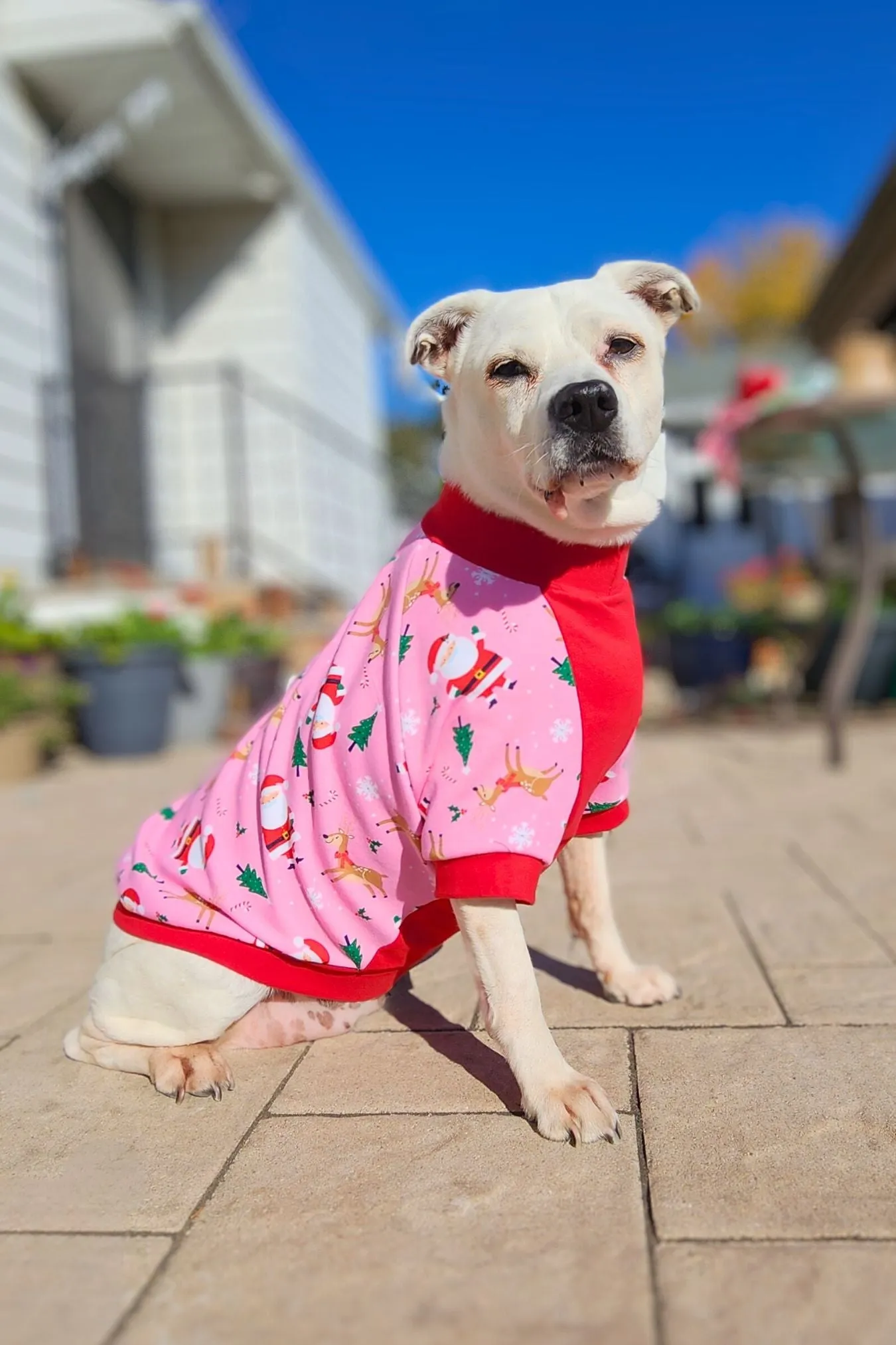 Santa & Friends Dog Pajamas